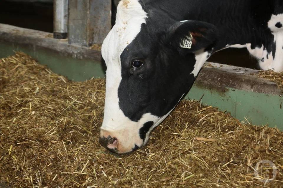 Волгоградские ветеринары защитили более 560 коров от бруцеллеза