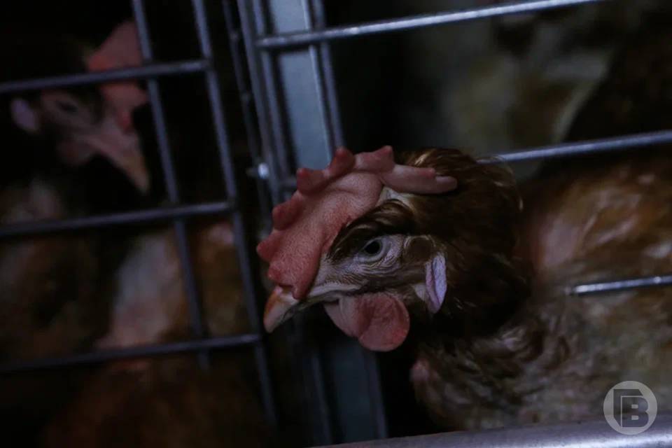 Волгоградку суд обязал снести курятники на двух дачах