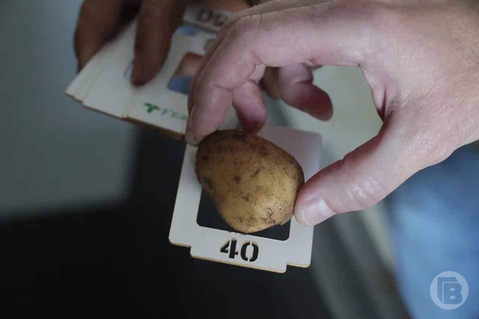 Зараженный картофель обнаружили в Волгоградской области