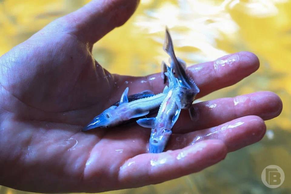 В Волгу 4 апреля волгоградцы отправят мальков