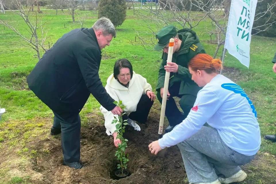 В Камышине высадили клон «Тополя Победы» из Волгограда