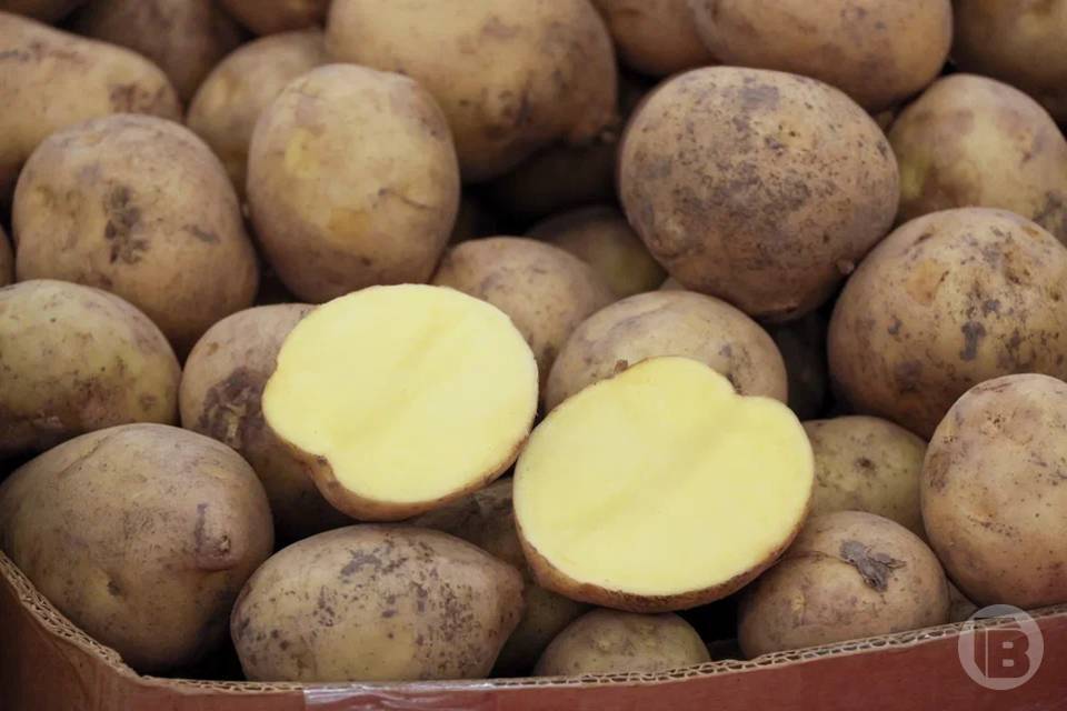 20 тонн семян картофеля списало без документов предприятие под Волгоградом