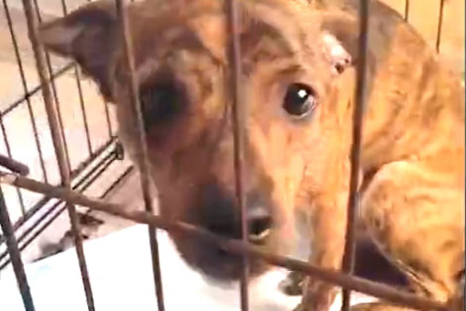 Калачик выжил в закрытой квартире - теперь ему нужна помощь