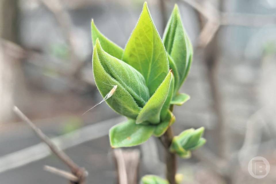 В Волгограде жара сменится холодом - синоптики дали прогноз на неделю