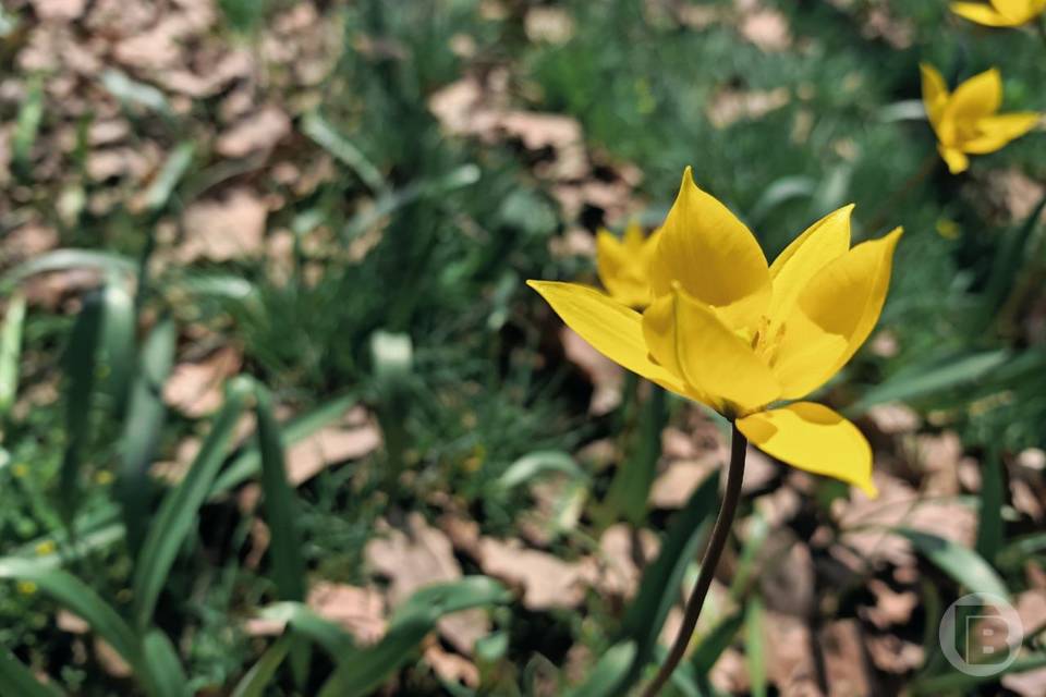 После +21 в Волгограде резко похолодает до +8 уже 9 апреля