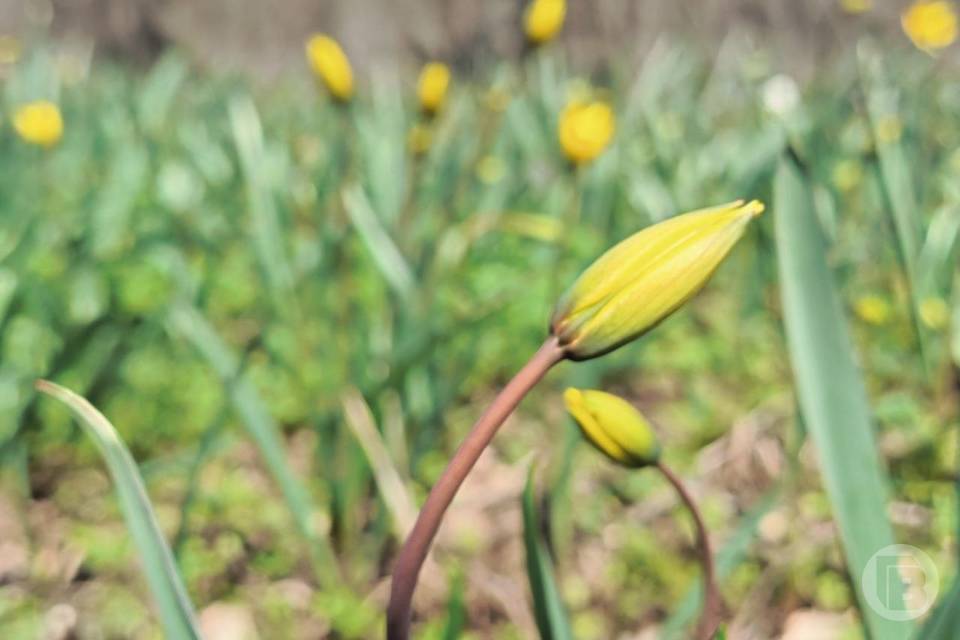 Заморозки до -2 градусов ожидаются утром в Волгоградской области