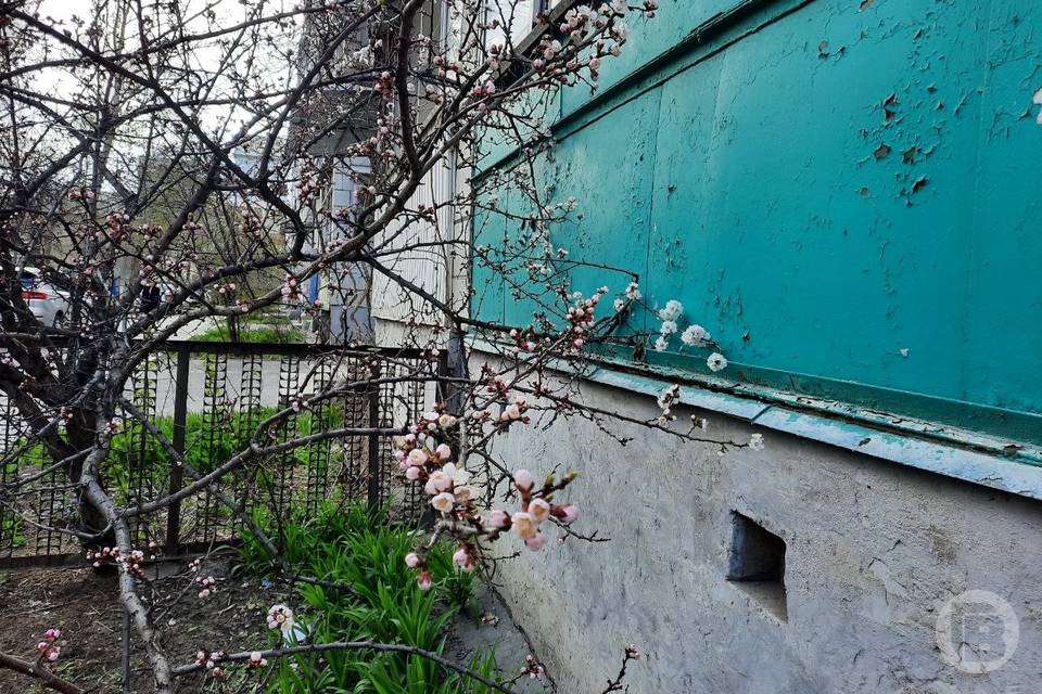 Абрикосы зацвели в Волгограде на Вербное воскресенье