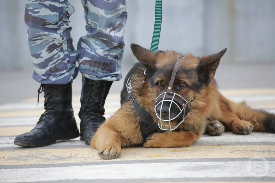 Подозреваемого в незаконном обороте наркотиков задержали в Волжском