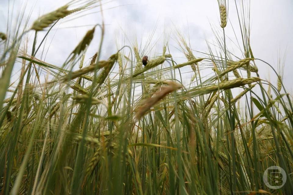 210 тонн семян сельхозкультур прошли лабораторную проверку в Волгоградской области