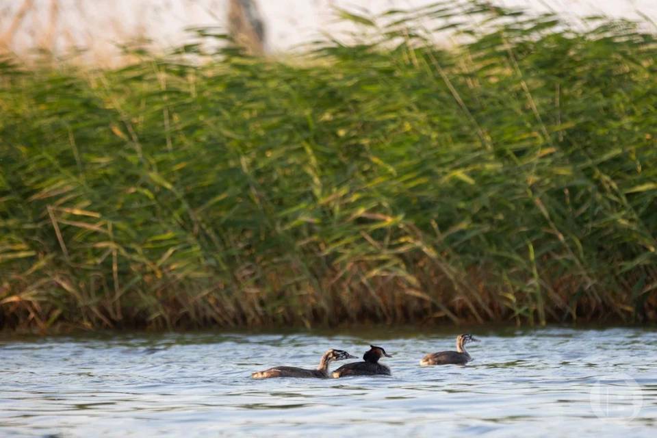 Убраться у прудов зовут волгоградцев 25 апреля