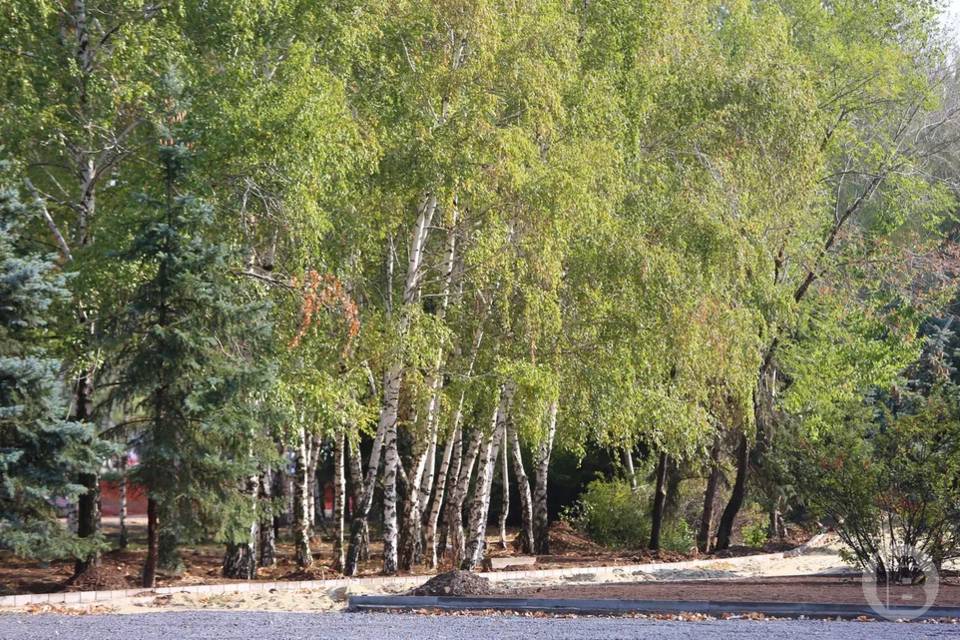 Выросла площадь очагов насекомых-вредителей и болезней леса в Волгоградской области