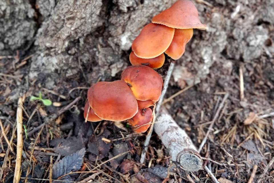 В Волгоградской области открылся сезон сморчков