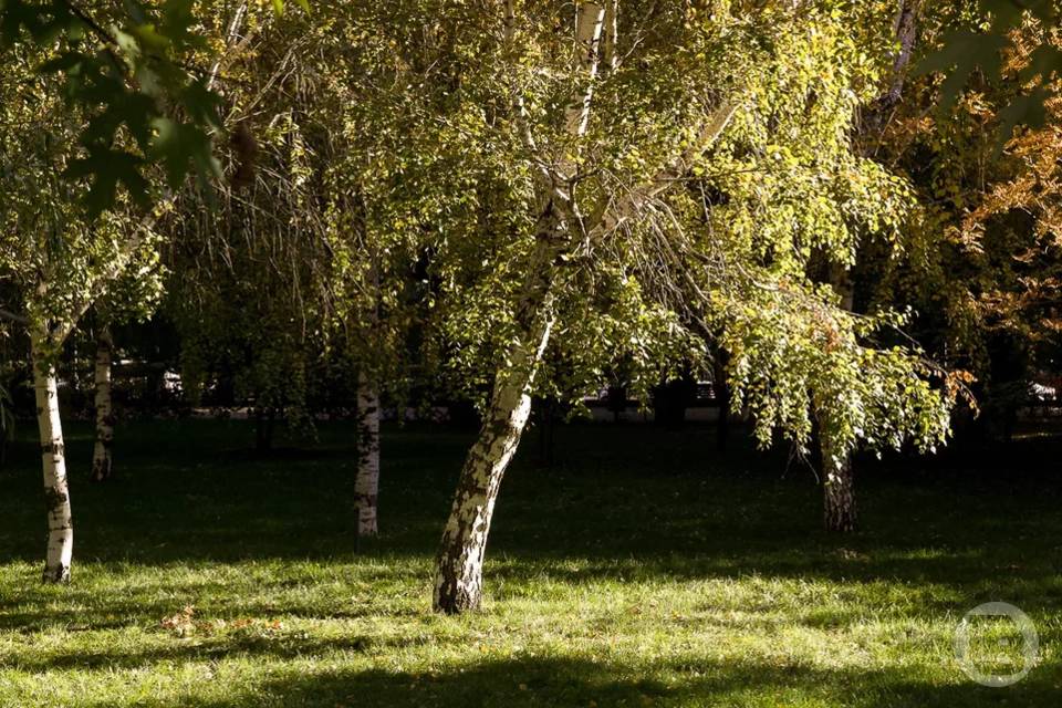 Волгоградцам рассказали про пользу березового сока
