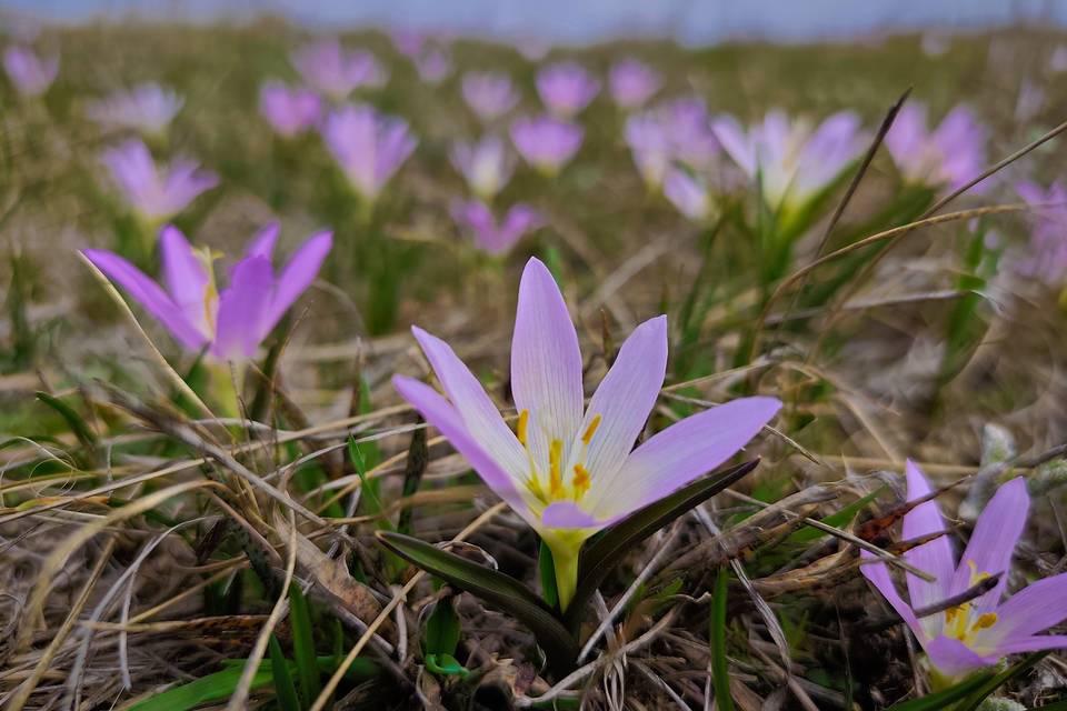 Лиловая поляна зацвела в волгоградском природном парке
