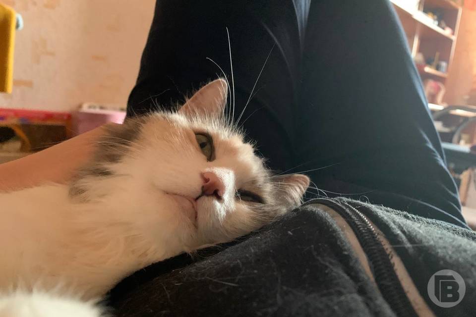 Сон с кошкой или собакой: врач Павлова дала советы волгоградцам