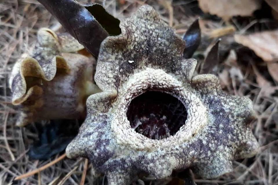 Цветы-инопланетяне появились в Волгограде