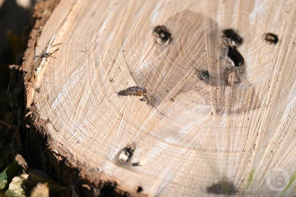 Волгоградцев напугали клещами-мутантами из Африки