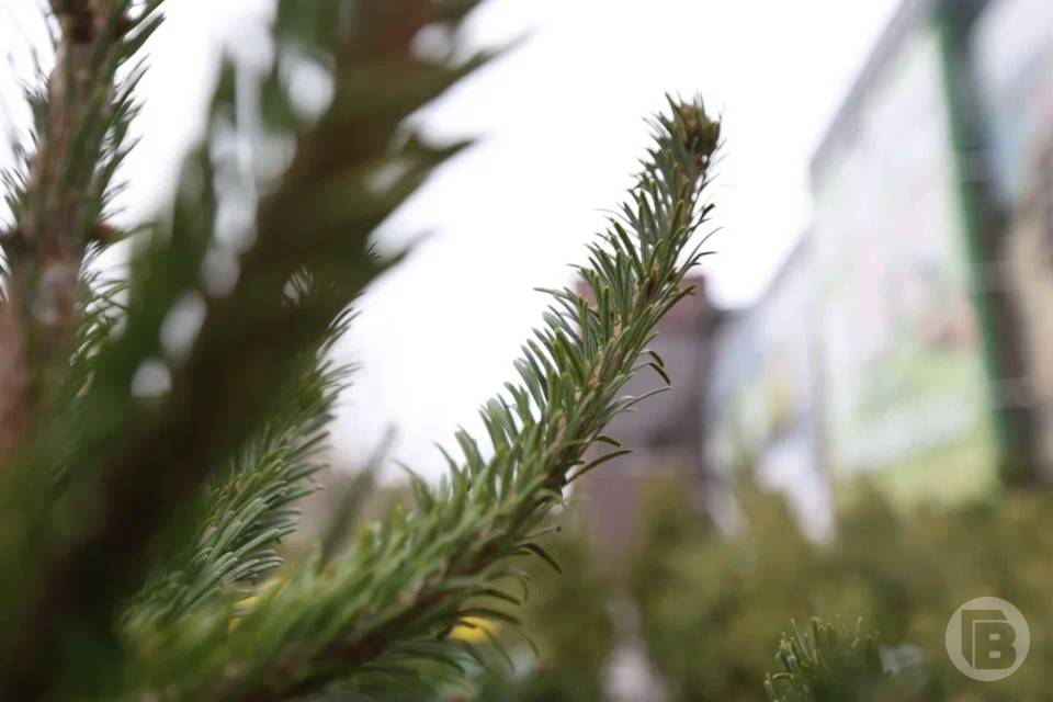 Волгоградский миллиардер бесплатно раздаст сосны в горшках