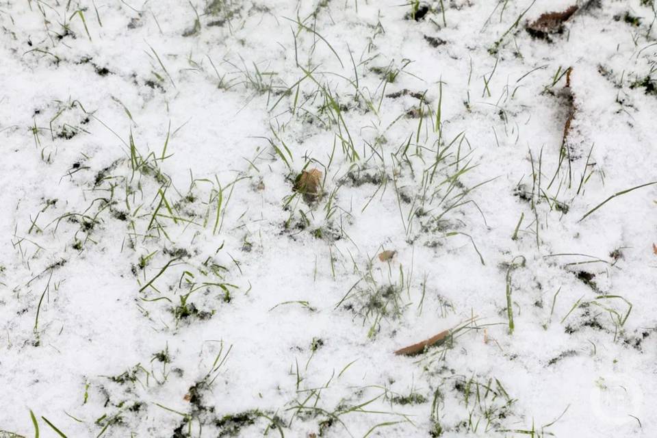 Снег выпал в Саратове при температуре +4 градуса