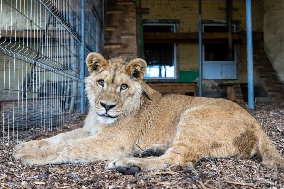 В Волгограде появился семнадцатый лев