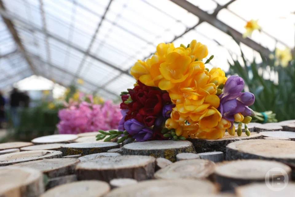 Выставку однолетних растений готовят в Волгоградском ботсаду