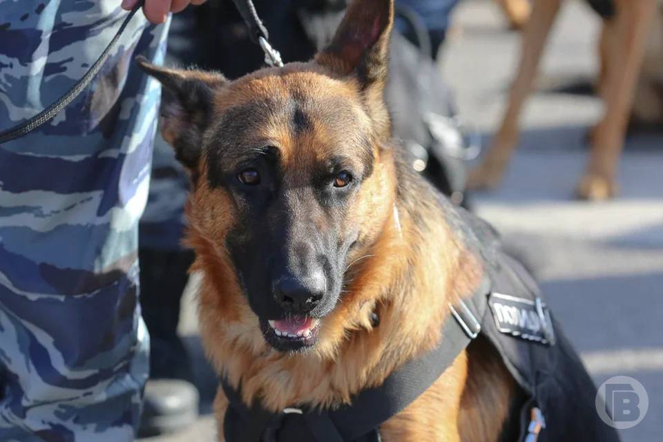 Подросток украл у волгоградца сотовый телефон