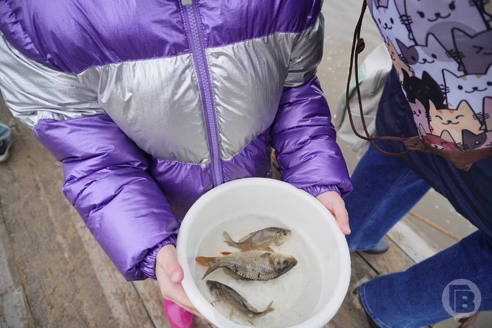 10 тысяч мальков сазана выпустили в Волгу школьники Волгограда