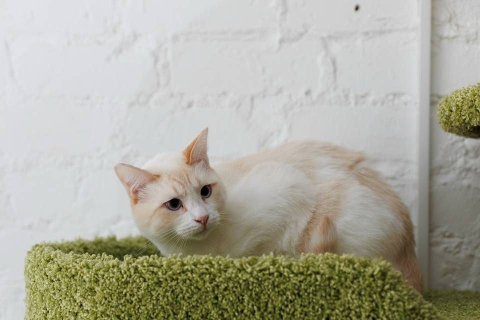 Бонус не навязчив, но ему нужен свой человек