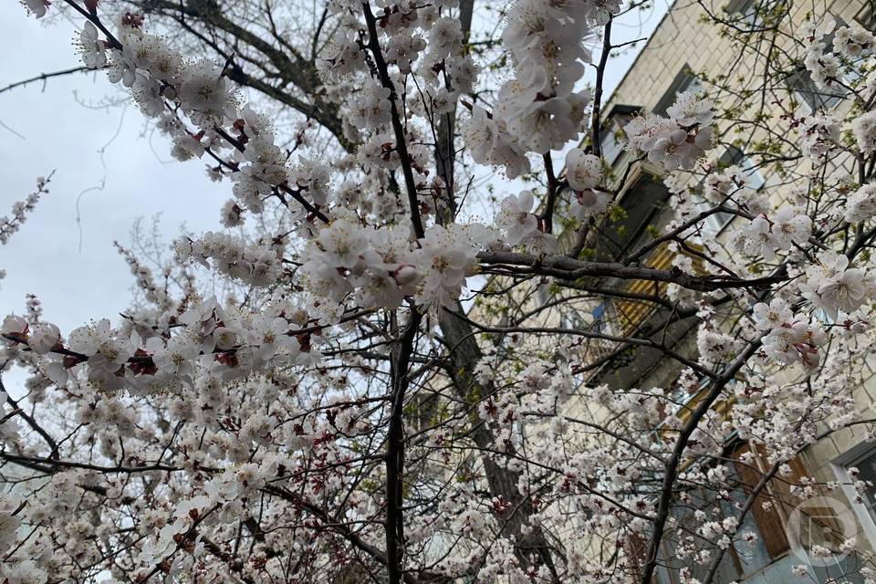 Вишня зацвела в Волгограде намного раньше срока