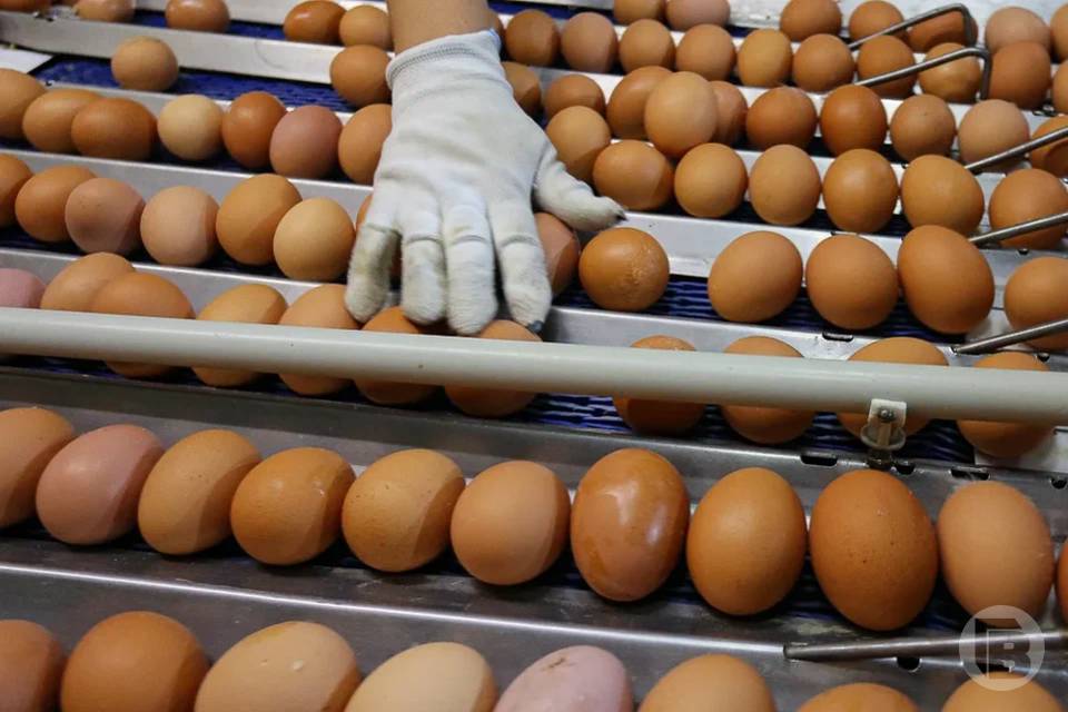 115,1 млн штук яиц произвели в Волгоградском регионе за месяц