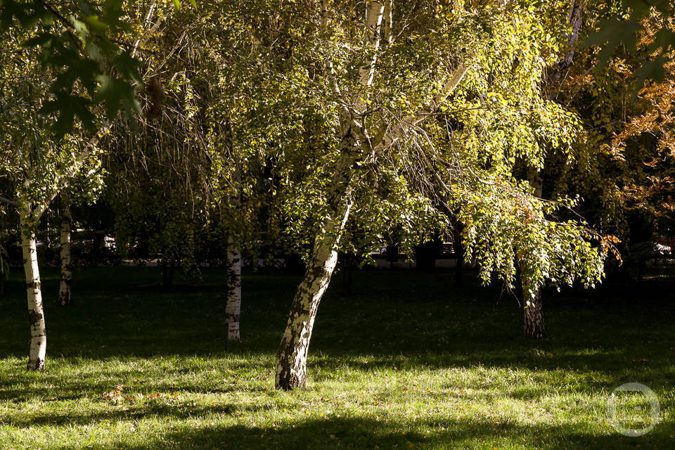 Пыльца березы угрожает аллергикам в Волгограде