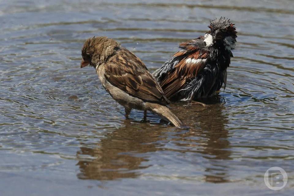 В Волгоградской области готовятся к переизданию Красной книги