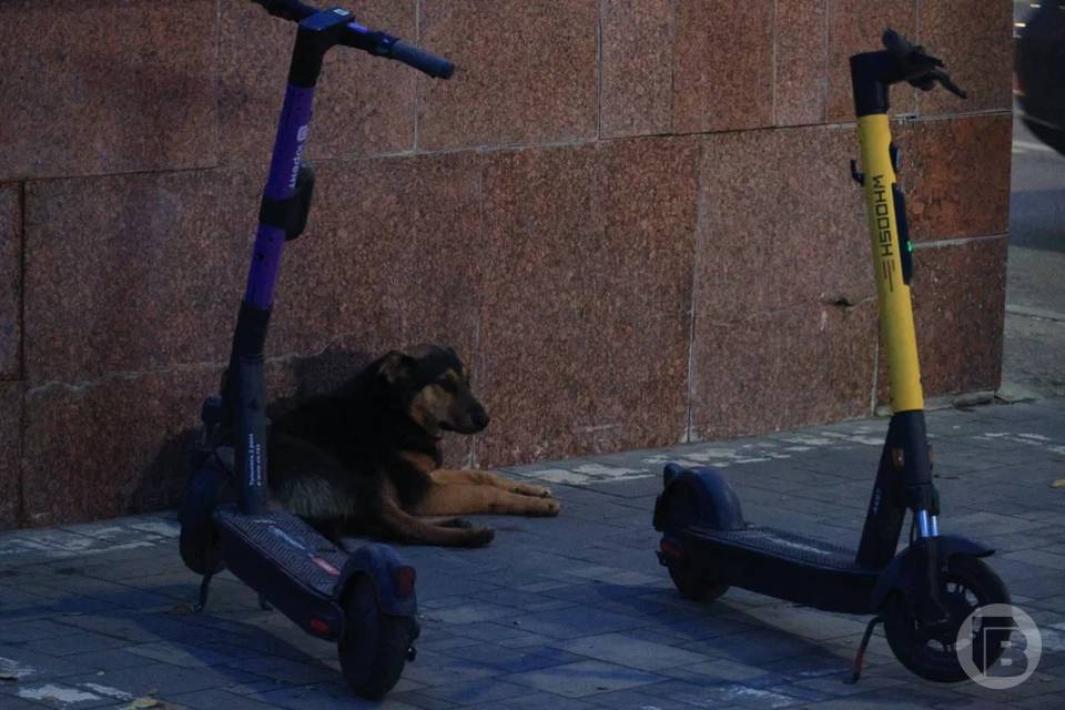 12 электросамокатов сбросил в реку неизвестный