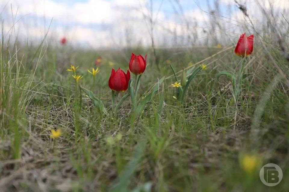 До 1 млн руб. штрафа заплатят браконьеры за лазоревый цветок