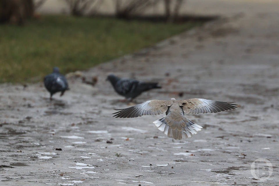 Уточки поселились в большой луже во дворе в Волгограде