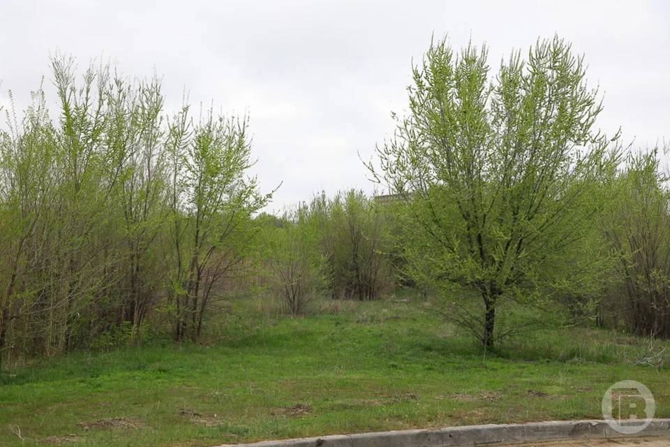 Назван точный срок начала вегетационного периода волгоградских лесов