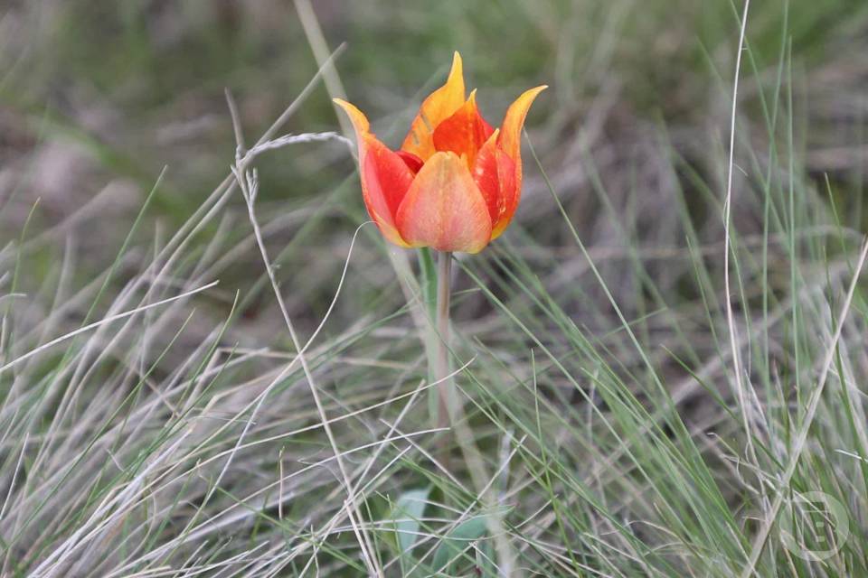 За сорванный тюльпан Шренка грозит штраф до 1 000 000 рублей в Волгограде