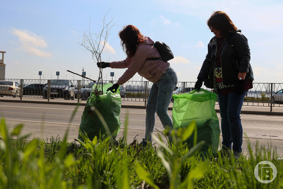 Более 1 000 деревьев высадили в Волгограде с начала месячника