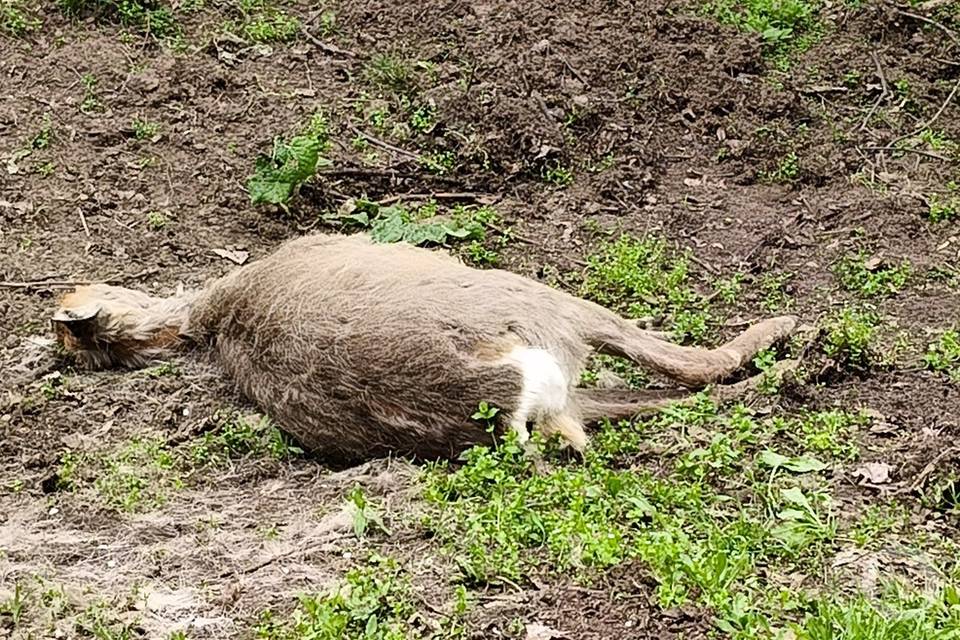 Кровь из глаз и изо рта: волгоградцы обнаружили труп косули