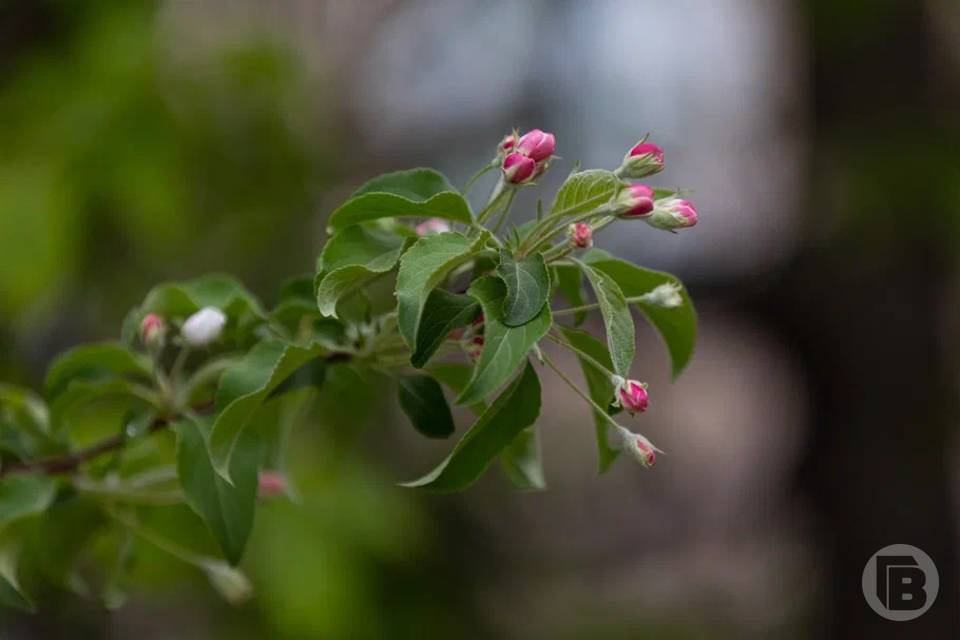Что обязательно нужно сделать в день Родиона Ледолома, 21 апреля