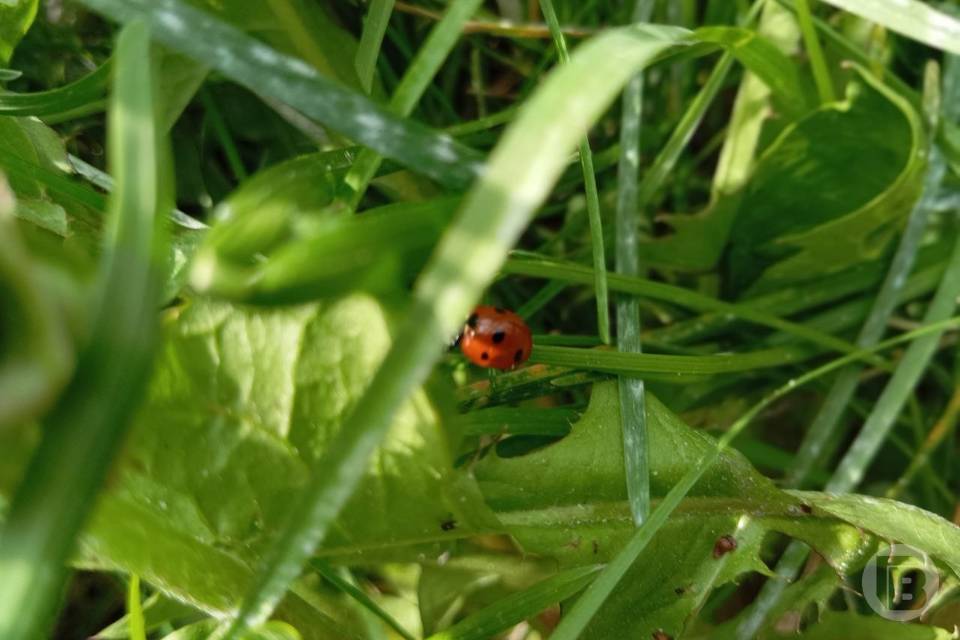 Заморозки до -3 ударят по Волгоградской области 21–23 апреля
