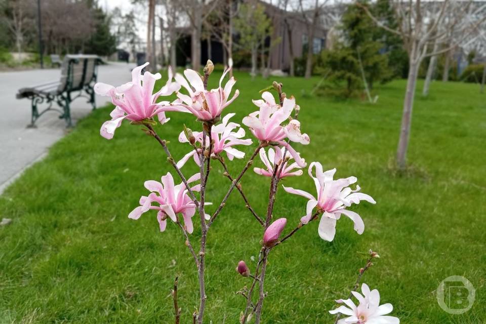 Среда станет самым холодным днем недели в Волгограде