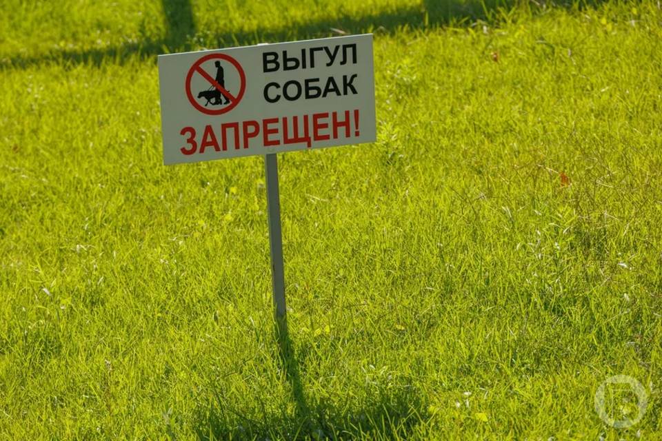Волгоградцам напомнили правила выгула собак