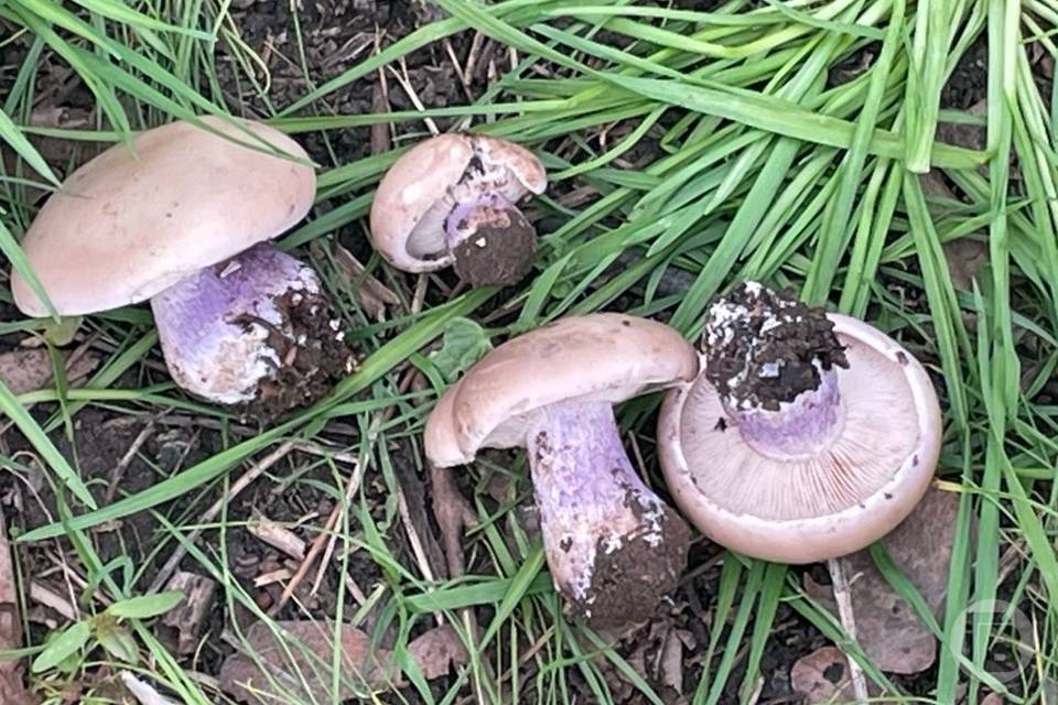 Волгоградские грибники собирают синеножки