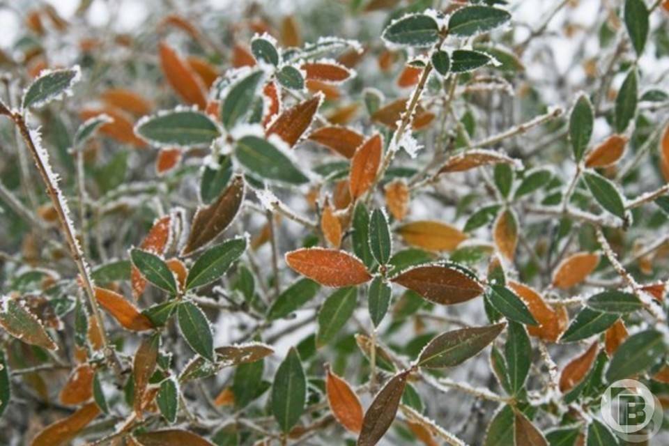 Синоптики прогнозируют заморозки 23 апреля