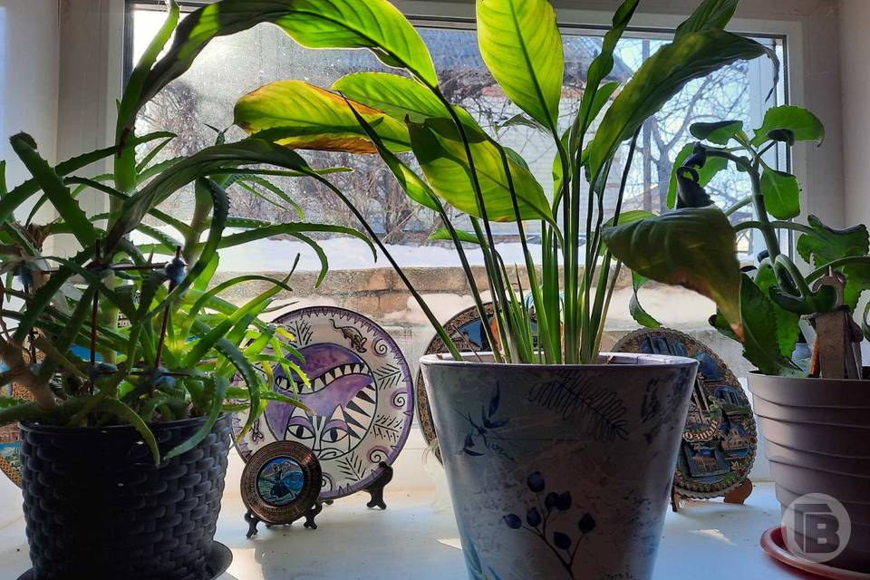 Волгоградцам рассказали, какие цветы лучше высаживать на балконе