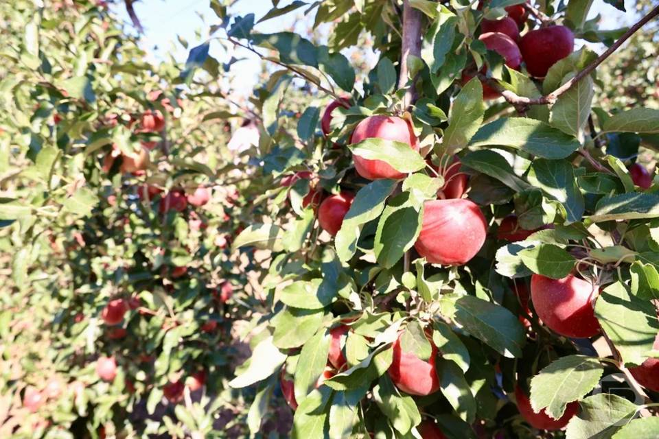 Сигареты на яблоки обменяли волгоградские студенты