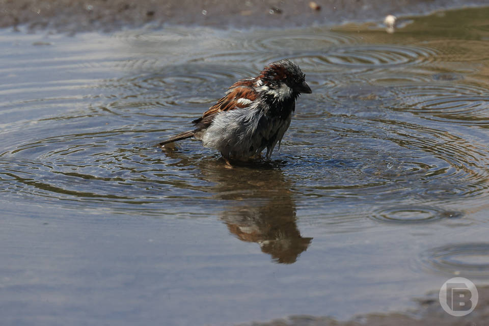 Ветер и дожди ждут волгоградцев 25 апреля, в субботу