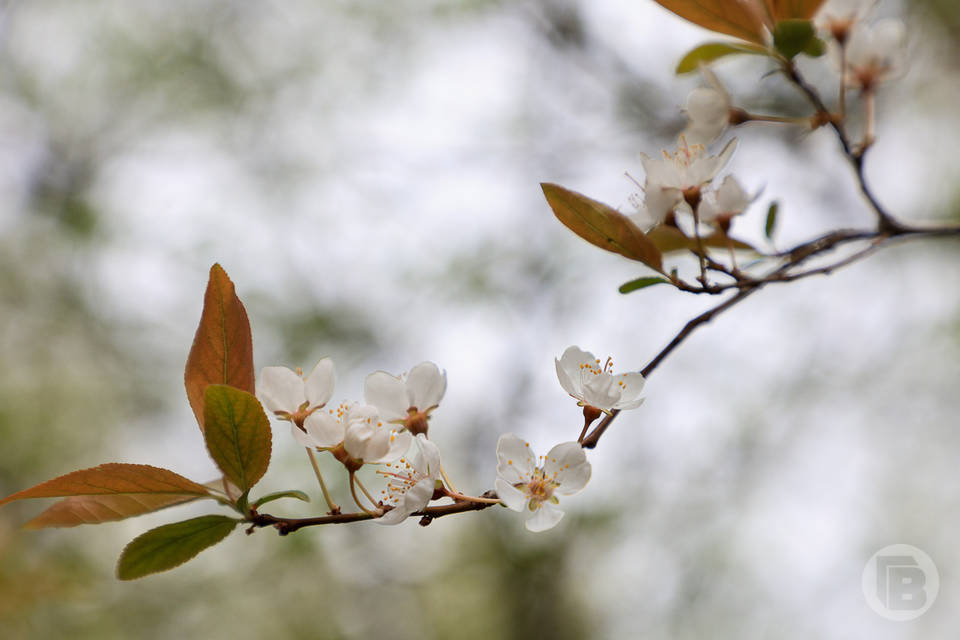 Что грешно делать 26 апреля, в день Фомаиды Медуницы