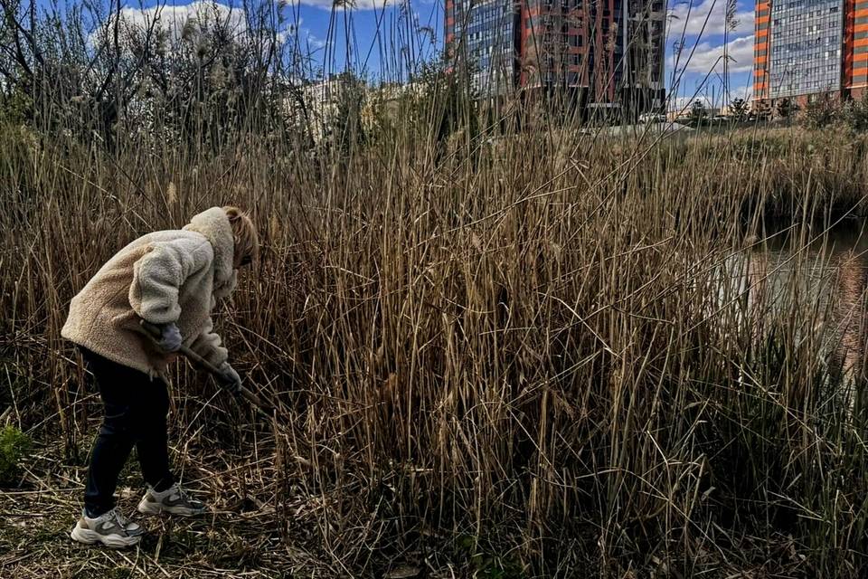 На юге Волгограда жители своими силами убрали территорию у прудов